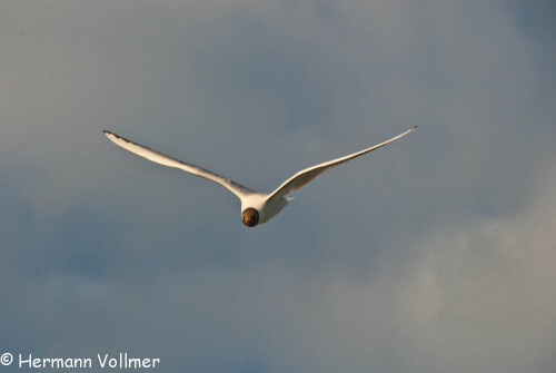 Bei einem Abendspaziergang entlang des Marais de Mullembourg auf Noirmoutier wurde ich von dieser Möwe angegriffen. Aus einer Höhe von etwa 10 m flog sie im Sturzflug auf etwa 2m Höhe und näherte sich dann in mehr oder weniger waagrechten Flug meinem Kopf, über den sie in knapp 1 m Entfernung hinwegflog. Was zu diesem Verhalten  führte, ist mir nicht klar, da die Brutzeit Ende Juni bereits vorbei war und ich mich weit von dem Brutgebiet aufhielt. Außerdem wurde nur ich attakiert, ein vorbeikommendes Ehepaar interessierte die Möwe nicht.

Aufnameort: FRA, Vendée, Noirmoutier en Île, Marais de Mullembourg
Kamera: Nikon D200, Nikor 18-200 VR bei 200mm