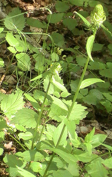 Teufelskrallen gehören zu den Glockenblumengewächsen.
http://de.wikipedia.org/wiki/Ährige_Teufelskralle

Aufnameort: Eiershausen Hirschbergwald
Kamera: Medion Digitaler Full-HD-Camcorder mit Touchscreen Medion Life