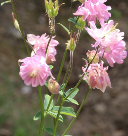 Akelei gehört zu den Hahnenfußgewächsen(Ranuculaceae).
https://de.wikipedia.org/wiki/Akeleien

Aufnameort: Eiershausen An der Lei 12 Straßenrabatte
Kamera: Canon EOS 700D