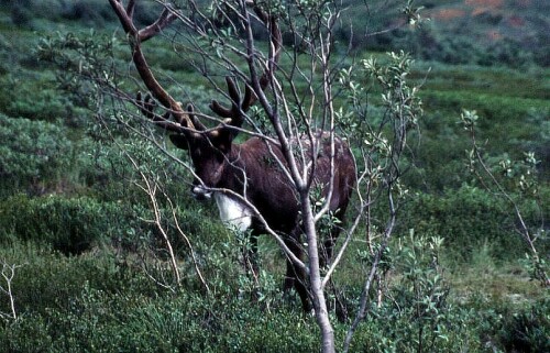 Wildness

Aufnameort: Alaska
Kamera: Canon- Dia Fotografie