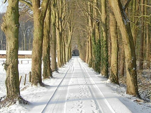 allee-im-winter-18149.jpeg