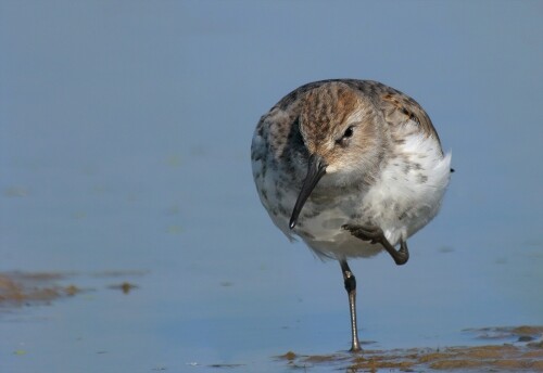 Jungvogel aus letztem Jahr bei einer Rast auf einer Ausgleichsfläche im Hessischen. In Deutschland gilt der Vogel fast als ausgestorben, umso schöner ihn beobachtet zu haben. Lenbensraum im Sommer, die Tundren Nord Europas. Im Winter, Südwesteuropa und Westafrika. Brut: 3-4 Eier versteckt am Boden, April- Juli.  Aufnahme entstand wildlife vom Stativ mit Kfa. Entfernung zum Objekt ca. 4 m.

Aufnameort: Krs. Marburg/Hessen
Kamera: Canon 400D