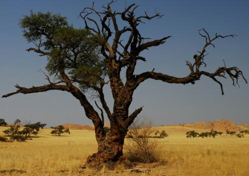 Der älteste Baum in Tsondab Valley - Namibia

Aufnameort: Tsondab Valley - NAmibia
Kamera: Canon 450D