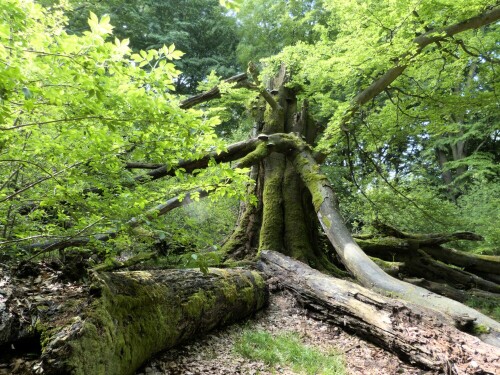 alte-buche-im-reinhardswald-sababurg-urwald-8146.jpeg