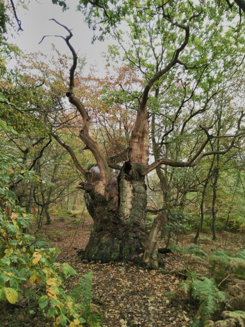 Diese Eiche auf der Insel Vilm ist wahrscheinlich uralt. Die Insel war zu DDR Zeiten der Polit-Prominenz vorbehalten. Heute findet sich dort eine Akademie des Umweltbundesamtes.

Aufnameort: Insel Vilm Rügen
Kamera: Fairphone 2