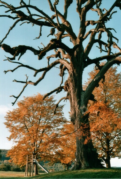 Dieses Bild zeigt leider nicht mehr die Gegenwart - die Alte Dorflinde  liegt heute nur noch als Stammtorso in Belsen. Der wahrscheinlich um 1630 gepflanzte Baum musste leider gefällt werden, nachdem starker Pilzbefall seine Standsicherheit erheblich beeinträchtigt hatte.

Aufnameort: Belsen, Stadt Mössingen, Kreis Tübingen
Kamera: Yashica FX-D, Bj. 1980; Obj. 50 mm