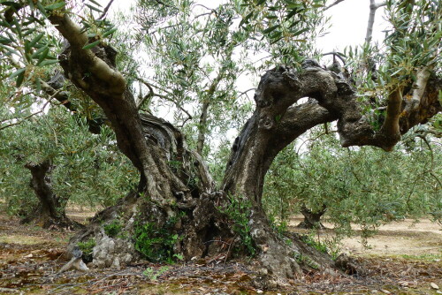 

Aufnameort: am Jakobsweg in Spanien
Kamera: Panasonic Lumix FZ 200