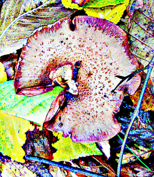 alter-dunklerhallimasch-armillaria-ostoyae-30564.jpeg