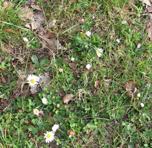 am-wiesenrand-ganseblumchen-bellis-perennis-l-13767.jpeg