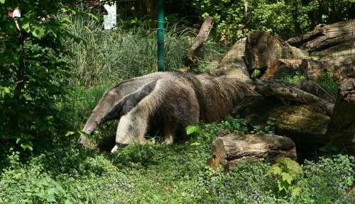 Ameisenbär im Kölner Zoo

Aufnameort: Kölner Zoo
Kamera: Sony Alpha 7/II