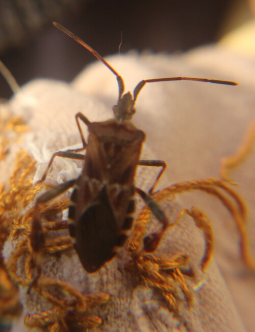 Leptoglossus occidentalis gehört zu den Randwanzen(Coreidae).
Ursprünglich stammt sie aus einer Region westlich der Rocky Mountains, wurde danach aber in Nordamerika verschleppt und breitete sich dort aus. Danach gelangte sie so auch 1999 nach Europa.
In den USA wird sie als Schädling z. B. in Baumschulen betrachtet, da sie dort bei Saatguterzeugung zur Ertragsminderung führt.

https://de.wikipedia.org/wiki/Amerikanische_Kiefernwanze

https://www.youtube.com/watch?v=dDQyPiWuCP8
https://www.youtube.com/watch?v=LT6z6rS1kwQ
https://www.youtube.com/watch?v=N7BRhRZ4WzE
u. a.



Aufnameort: Eiershausen Garten Wäscheständer
Kamera: Canon EOS 700D