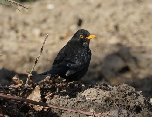 Wie schön das Schwarz des Amselmännchens in der Frühlingssonne leuchtet!

Aufnameort: Rather See
Kamera: Sony Alpha 7/II