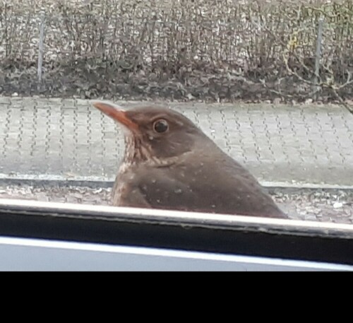 Aufmerksam beobachtet mich die Amsel - an ihrem Fressplatz!

Aufnameort: Wiblingen
Kamera: Panasonic Lumix TZ 71