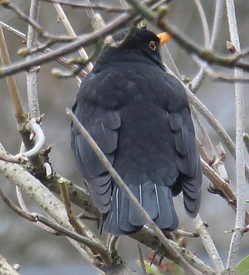 Eine kurze Rast einer Amsel im Garten
(Amseln weisen ja einen Geschlechtsdimorphismus auf, d. h. z. B. unterscheidet sich das Federkleid in der Farbe bei beiden Geschlechtern, gleiches soll auch für die Schnabelfärbung zutreffen.)
https://de.wikipedia.org/wiki/Amsel

Videoclips hierzu:
https://www.youtube.com/watch?v=fslTUF41ARM
https://www.youtube.com/watch?v=smlDcBE4460
https://www.youtube.com/watch?v=WnwslHIQXTk
https://www.youtube.com/watch?v=EAtsYwl-wYg
https://www.youtube.com/watch?v=OJHAPM1bBlE
https://www.youtube.com/watch?v=TaQG-WpS1Ok
u. a.

Aufnameort: Eiershausen Garten
Kamera: Canon EOS 700D