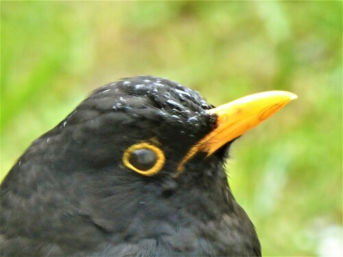 Diese Amsel kommt jeden Tag und klaut das Futter meiner Schildkröten. Ich habe CDs als "Amselschreck" aufgehängt. Aber das stört diese Amsel gar nicht.

Aufnameort: Lichtenau / Mfr.
Kamera: Panasonic Lumix TZ61