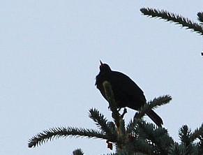 Ein schwarzer oder bräunlicher Drosselvogel(Schwarzdrossel), die im Sommer am Morgen, Mittag und Abend oft durch ihren Gesang erfreuen kann.
https://de.wikipedia.org/wiki/Amsel

Aufnameort: Eiershausen An der Lei
Kamera: Canon EOS 700D