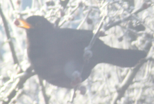 Amseln bevorzugen manchmal "Frischkost" vor eigentlichem Vogelfutter.
https://de.wikipedia.org/wiki/Amsel_(Begriffsklärung)

Aufnameort: Eiershausen Garten
Kamera: Canon EOS 700D