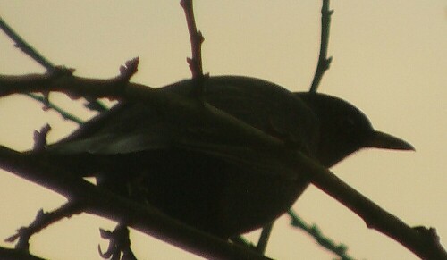 amsel-turdus-merula-l-1758-sich-duckend-15917.jpeg