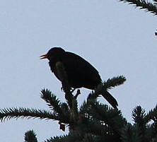 Ein Drosselvogel, der im Wald wie Feld angetroffen werden kann; auch Städte besiedelt er.
https://de.wikipedia.org/wiki/Amsel

Videoclip zu singender Amsel:
https://www.youtube.com/watch?v=xukoWaomwaA
https://www.youtube.com/watch?v=9QP-56Fv0iY

Aufnameort: Eiershausen An der Lei
Kamera: Canon EOS 700D