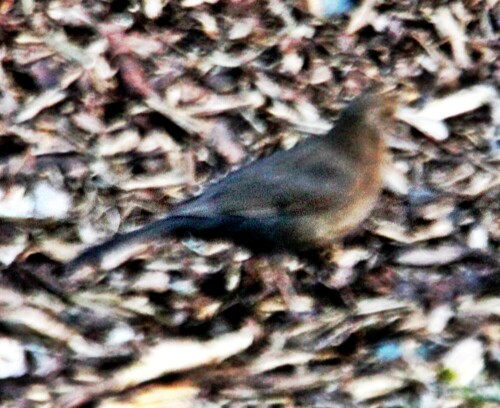 Weibliche Amsel zeichnen sich u. a.  im Alter durch ein meist bräunliches Gefieder und einem gelblichen Schnabel aus.
https://de.wikipedia.org/wiki/Amsel


Aufnameort: Ewersbach
Kamera: Canon EOS 1300D