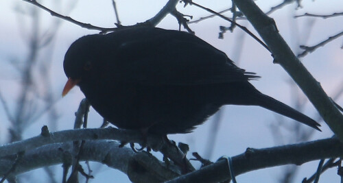 Amseln sind zu Kulturfolgern geworden. 
Sie suchen ihre Nahrung oft am Boden - z. B. Käfer oder Regenwürmer.
https://de.wikipedia.org/wiki/Amsel

Aufnameort: Eiershausen Garten
Kamera: Canon EOS 700D