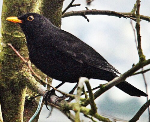 amselhahn-turdus-merula-l-1758-19743.jpeg