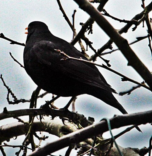 amselhahn-turdus-merula-l-1758-19802.jpeg