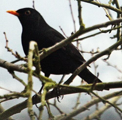 amselhahn-turdus-merula-l-1758-19945.jpeg