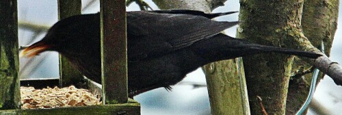 amselhahn-turdus-merula-l-1758-20040.jpeg