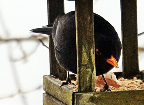 amselhahn-turdus-merula-l-1758-20112.jpeg