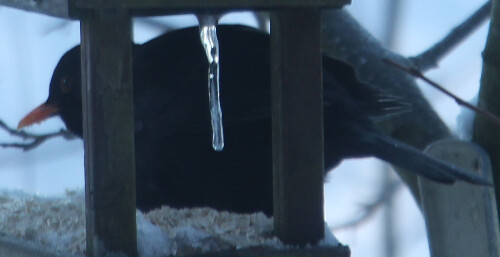 amselhahn-turdus-merula-l-1758-mitte-januar-2017-18409.jpeg