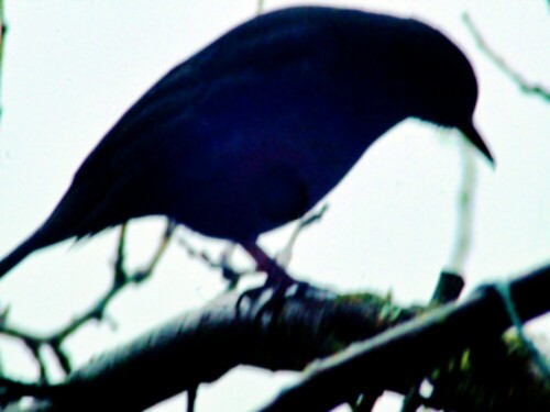 Federn können bei Vögeln zur Isolation(Wärmeschutz) - gelegentlch aber bei feineren Federn auch als Tastsinn genutzt werden.
https://de.wikipedia.org/wiki/Amsel

Aufnameort: Eiershausen Garten
Kamera: Canon EOS 1300D