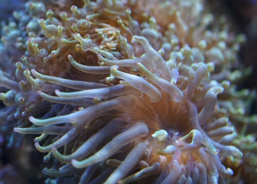 Wie ein Alien wirkt diese Anemone mit ihren Tentakeln.

Aufnameort: Kölner Zoo
Kamera: Sony Alpha 7/II