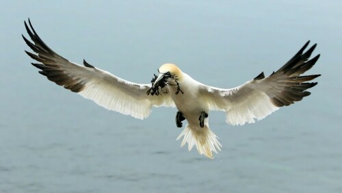 anflug-mit-blasentang-basstolpel-auf-helgoland-20613.jpeg