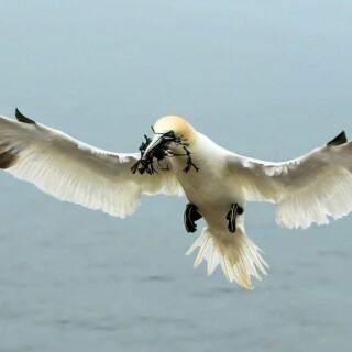 anflug-mit-blasentang-basstolpel-auf-helgoland-20613