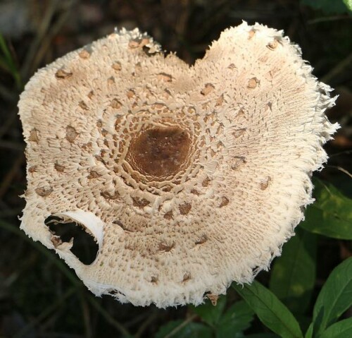 Ein im Volk wohlbekannter Pilz, der an Waldränder oder in Wiesen und Weiden ab Herbst wachsen kann. Unter Pilzsammlern wird er mit einem Schnitzel verglichen.
https://de.wikipedia.org/wiki/Gemeiner_Riesenschirmling

Aufnameort: Eiershausen Waldrand Hirschbergwald
Kamera: Canon EOS 700D