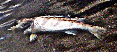 Der Zander ist ein bekannter Fisch des Sportangelns.
https://de.wikipedia.org/wiki/Zander

Aufnameort: 35716/Ewersbach Stauweiher
Kamera: Medion Camcorder