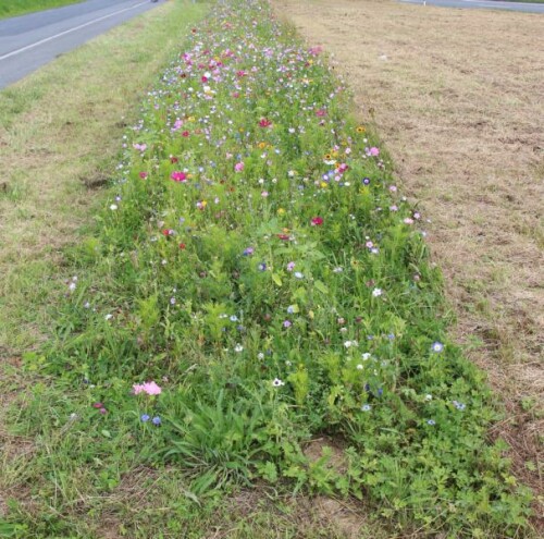 Um Insekten etwas zu schonen - weitere Ackerrandstreifenprojekte - wie hier vielleicht etwas unbeabsichtigt - Wiesenblumen
(z. B. Compositae, Geumarten u. v. m. )


Aufnameort: Eiershausen - Eibelshausen gegenüber Möbelhaus Giersbach
Kamera: Canon EOS 700D