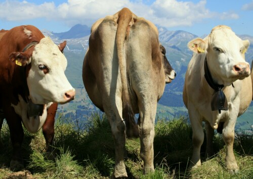 Bei einer Bergwanderung zeigten einige Kühe ihr Profil.

Aufnameort: Auf dem Panoramaweg oberhalb von Obersaxen / Graubünden / Schweiz
Kamera: Canon 450D