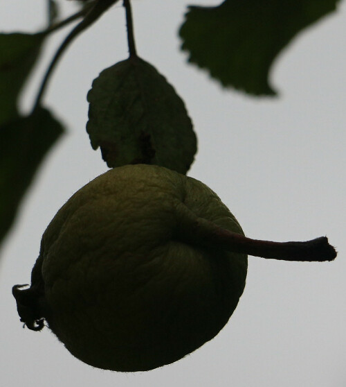 Manche Verwachsungen können dadurch sich ereignen, da die Zellgewebe genetisch nicht so unterschiedlich sind.
http://www.baumportal.de/Apfelbaum.htm

Aufnameort: Eiershausen Garten
Kamera: Canon EOS 700D