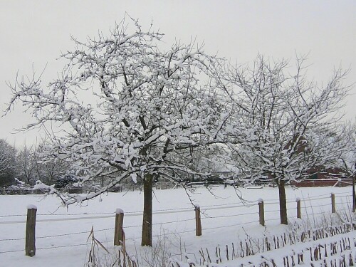 apfelbaume-im-winter-18148.jpeg