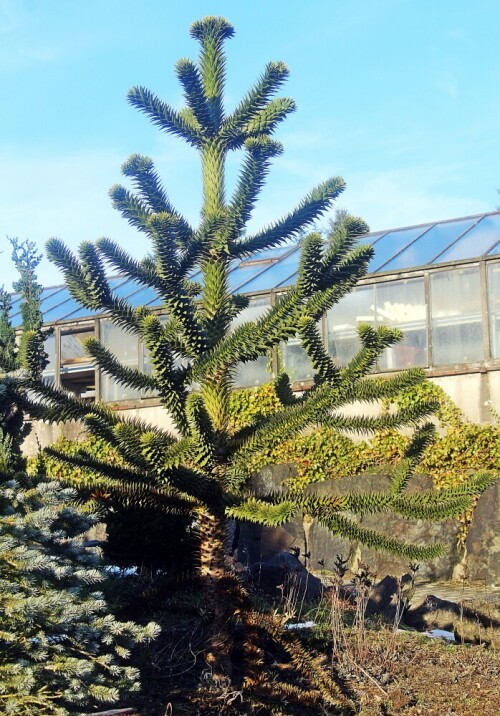 Ein Baum, der zu den Koniferengewächsen(Nadelhölzern) gehört und 
gelegentlich auf der Südhalbkugel der Erde vorkommt.
https://de.wikipedia.org/wiki/Araukarien

Aufnameort: Eibelshausen Gärtnerei
Kamera: Canon EOS 1300D