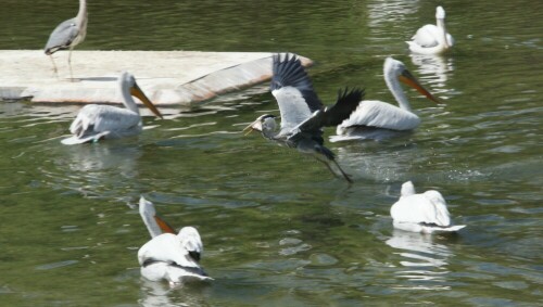 Ich hab den Fisch! Jetzt aber auf und davon!

Aufnameort: Tierpark Dählhölzli Bern Schweiz
Kamera: Sony Alpha 77