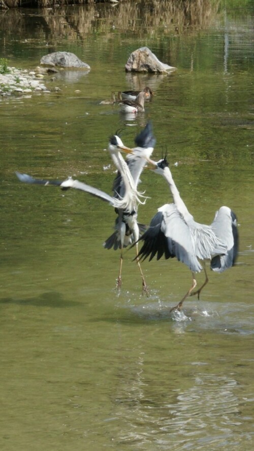 Ich hab den Fisch längst geschluckt, was willst du noch !?!

Aufnameort: Tierpark Dählhölzli Bern Schweiz
Kamera: Sony Alpha 77