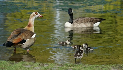 Mit Argusaugen beobachtet eine Nilgans die nahe vorbeischwimmende Kanadagans. Grund für die Vorsicht ist der Nachwuchs, der sich gerade ins nasse Element traut.

Aufnameort: Mülheimer Stadtpark
Kamera: Sony Alpha 7/II