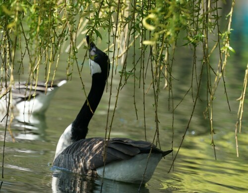 Die Knospen der herabhängenden Trauerweide scheinen gut zu schmecken. Jedenfalls fressen die Gänse sie im Frühjahr sehr ausdauernd.

Aufnameort: Mülheimer Stadtpark
Kamera: Sony Alpha 7/II