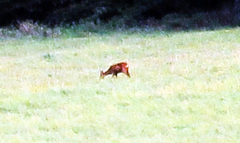 Bei Rehen, der kleinsten "Hirschart" in Europa, tragen nur männliche Tiere(Böcke) ein Gehörn.
https://de.wikipedia.org/wiki/Reh

Aufnameort: Ewersbach im Osten
Kamera: Canon EOS 1300D