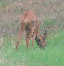 Das Reh hält sich oft an Waldrändern oder -lichtungen auf, kann aber auch landwirtschaftliche Flächen aufsuchen. Rehe bevorzugen eiweißhaltige Nahrung.
Rehe sind auch Wiederkäuer und ähneln hierin etwas den Rindern.
http://de.wikipedia.org/wiki/Reh

Aufnameort: Eiershausen Wiesen und Weiden im Nordosten
Kamera: Digitaler Full-HD-Camcorder mit Touchscreen Medion Life