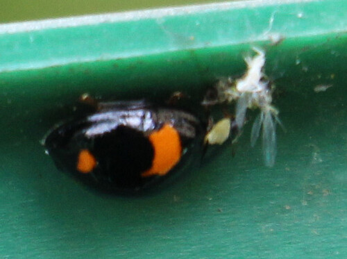 Der Asiatische Marienkäfer weißt eine Vielzahl an unterschiedlichen
Farbmorphen auf.
https://de.wikipedia.org/wiki/Asiatischer_Marienkäfer

Aufnameort: Eiershausen Garten Regentonne
Kamera: Canon EOS 1300D