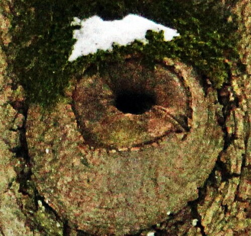 Ein Astloch im Baum kann auch der Beginn einer Baumhöhle werden.
https://de.wikipedia.org/wiki/Ast

Aufnameort: Eiershausen Hirschbergwald
Kamera: Canon EOS 1300D